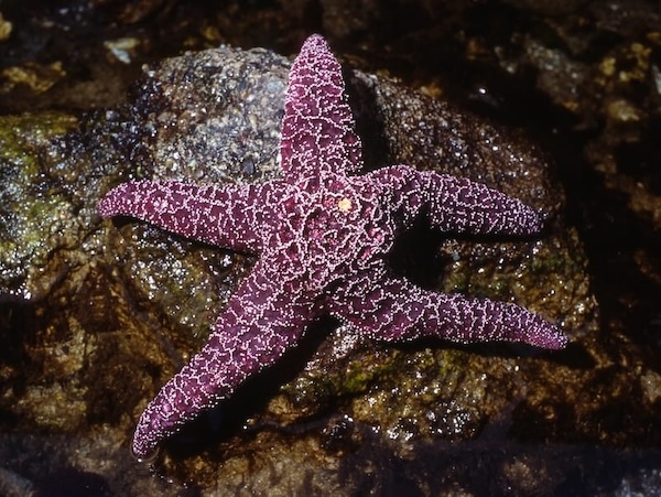 Explore Sea Life
